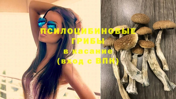 прущие грибы Баксан